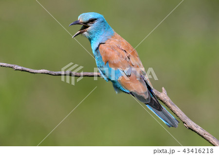 Scream Scream 43416218