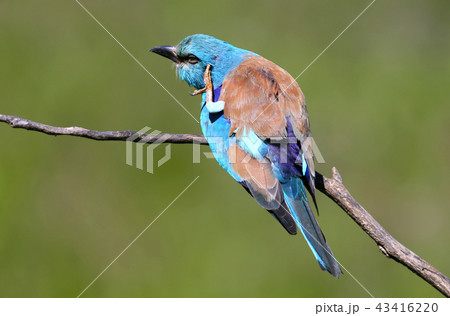 A classical portrait of an european roller A classical portrait of an european roller 43416220