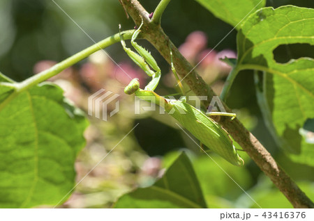 ハラビロカマキリ 43416376