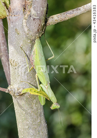 ハラビロカマキリ 43416383