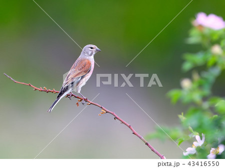 Birds and flowers Birds and flowers 43416550