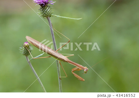 オオカマキリ オオカマキリ 43416552