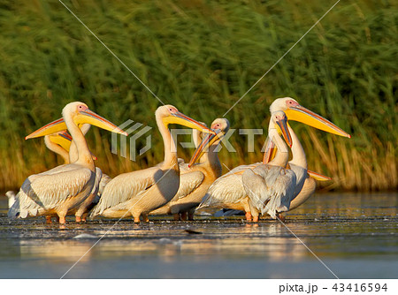 A group of white pelicans from Danube delta 43416594