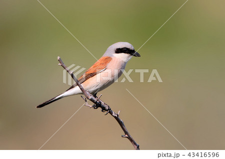 Red backed shrike summer portrait 43416596