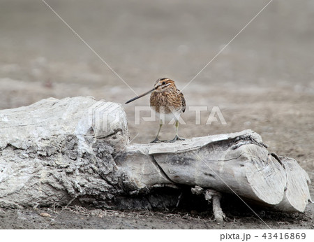 A brave snipe 43416869