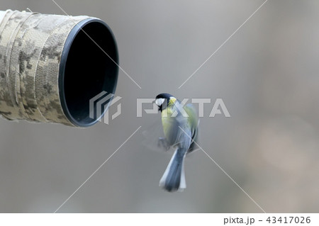 Unusual posing tit Unusual posing tit 43417026