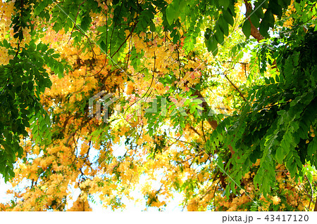 レインボーシャワーツリー 43417120