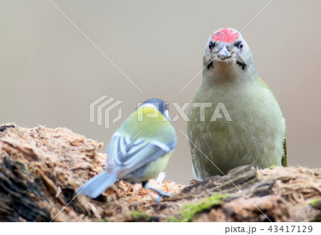 Sassy Tit 43417129
