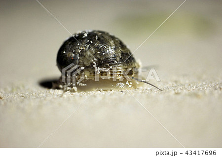 貝殻 トスターダ 目玉模様 43417696