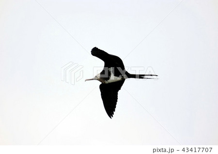 野鳥 鳥綱 海鳥 43417707