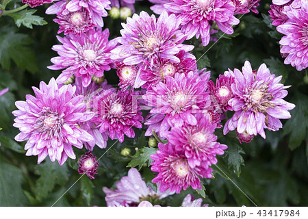 Colourful tropical flower, close macro focus. Colourful tropical flower, close macro focus. 43417984