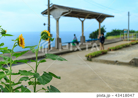 夏の下灘駅(愛媛県伊予市双海町) 夏の下灘駅(愛媛県伊予市双海町) 43418047