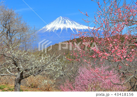 岩本山公園梅園と富士山 43418156
