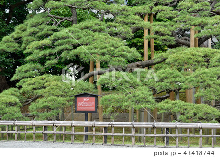 三百年の松 43418744