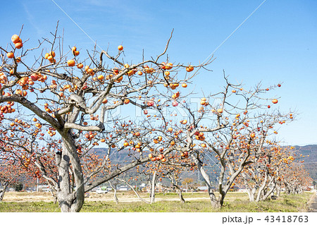 秋の味覚がたわわに実る福島県伊達郡国見町広域農道の柿畑が秋晴れの空に冴えわたる 43418763