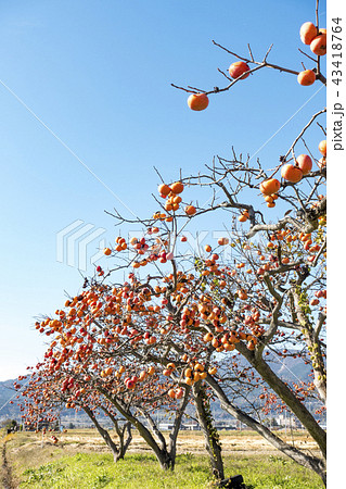 秋の味覚がたわわに実る福島県伊達郡国見町広域農道の柿畑が秋晴れの空に冴えわたる 43418764