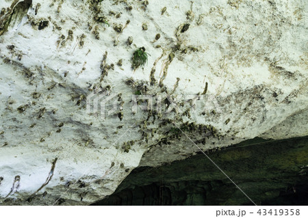 Droppings on ceiling chamber of the Niah Caves 43419358