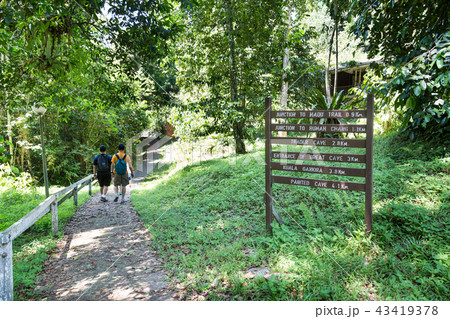 Group of people walking to Niah cave on plank path 43419378