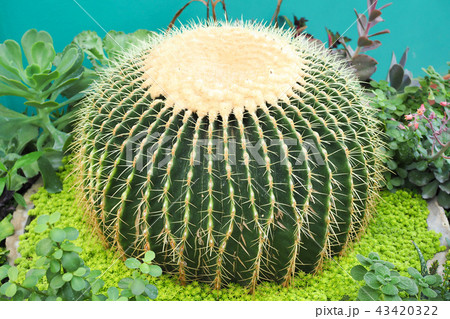 beautiful big green cactus in garden 43420322