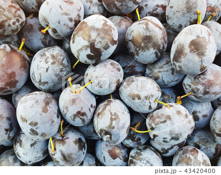 many ripe plums many ripe plums 43420400