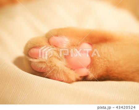 眠る仔猫の肉球 眠る仔猫の肉球 43420524