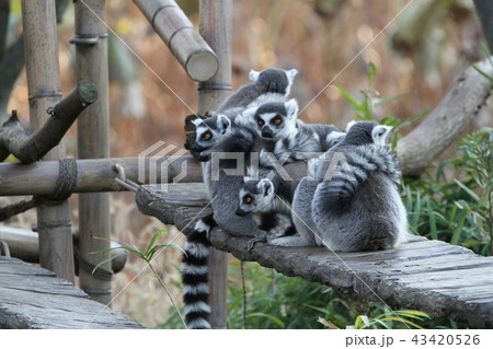 ワオキツネザル ワオキツネザル 43420526