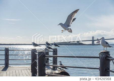 小名浜港のシンボル小名浜マリンブリッジが望めるアクアマリンパークシーサイドデッキに飛び交うウミネコ 小名浜港のシンボル小名浜マリンブリッジが望めるアクアマリンパークシーサイドデッキに飛び交うウミネコ 43420568
