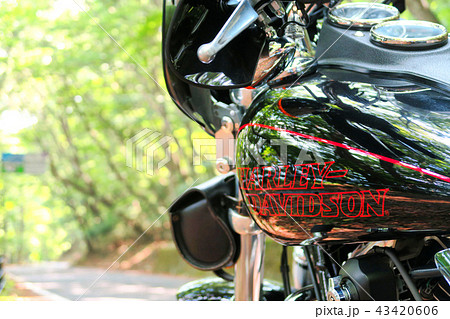 森とハーレー４ 43420606