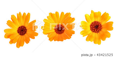 Calendula. Marigold flower isolated on white background 43421525