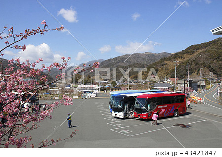 河津桜観光交流館（桜シーズンにて） 43421847