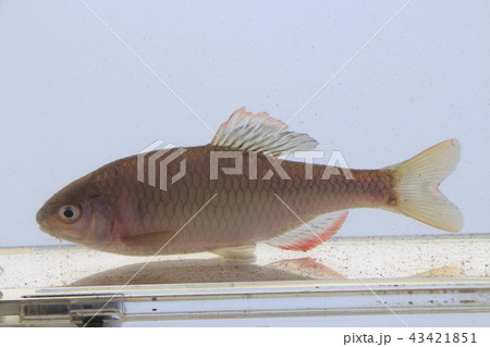 ヤリタナゴ（成魚オス） 43421851