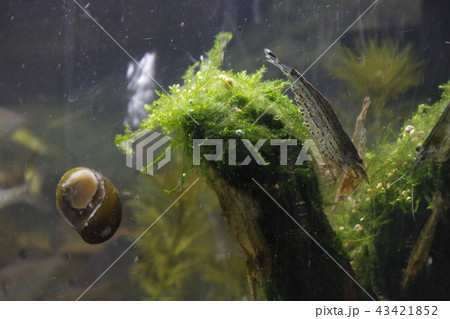ヤマトヌマエビとイシマキガイ 43421852