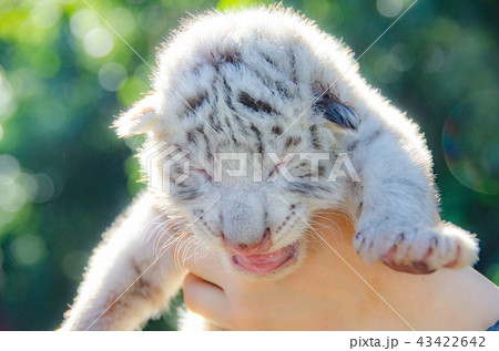 伊豆アニマルキングダムの赤ちゃんホワイトタイガー 43422642