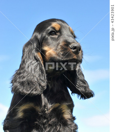 head of puppy cocker head of puppy cocker 43423901