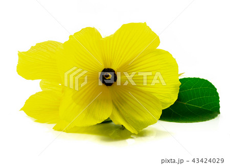Yellow flower isolated on white background. Yellow flower isolated on white background. 43424029