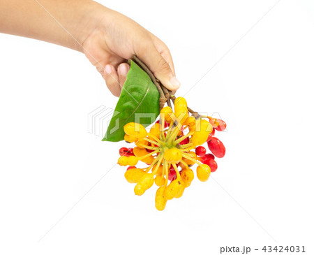 Thailand Annonaceae fruit on white background. Thailand Annonaceae fruit on white background. 43424031