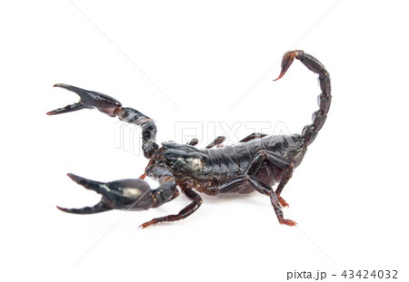 scorpion on white background 43424032