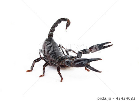 scorpion on white background. scorpion on white background. 43424033
