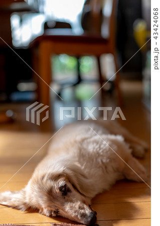 老犬ダックス 老犬ダックス 43424068