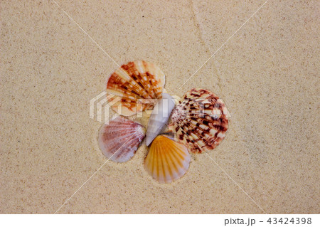 Sea shells on the sand 43424398