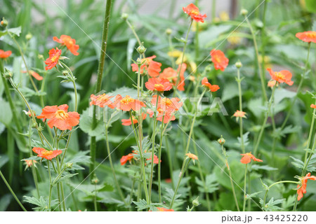 Scarlet flowers geum on a background of green grass. Scarlet flowers geum on a background of green grass. 43425220