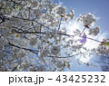 桜 43425232