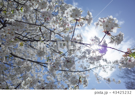 桜 桜 43425232