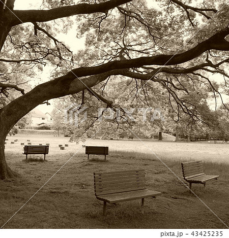 ベンチ ベンチ 43425235