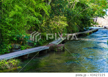 （静岡県）三島源兵衛川の流れ・遊歩道 43427225