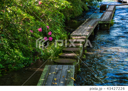 (静岡県)三島源兵衛川の流れ・遊歩道 (静岡県)三島源兵衛川の流れ・遊歩道 43427226