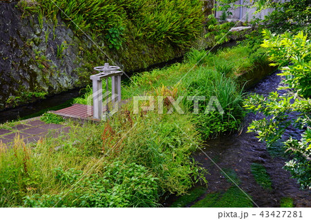（静岡県）三島源兵衛川の流れ・遊歩道 43427281
