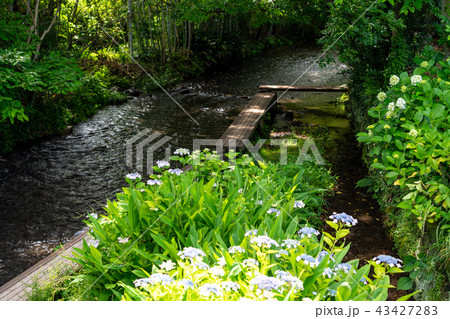 (静岡県)三島源兵衛川の流れ・遊歩道 (静岡県)三島源兵衛川の流れ・遊歩道 43427283