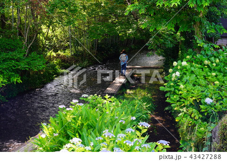（静岡県）三島源兵衛川の流れ・遊歩道 43427288