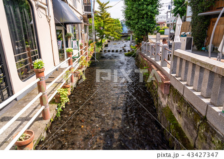 (静岡県)三島の町中を流れる、源兵衛川の流れ (静岡県)三島の町中を流れる、源兵衛川の流れ 43427347